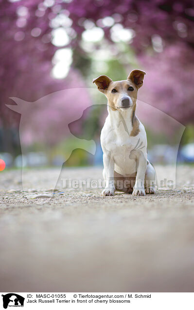 Jack Russell Terrier in front of cherry blossoms / MASC-01055