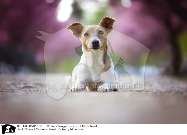 Jack Russell Terrier vor Kirschblten / Jack Russell Terrier in front of cherry blossoms / MASC-01058