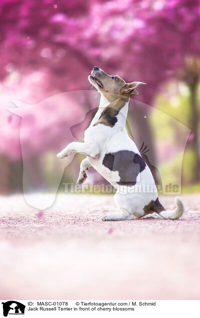 Jack Russell Terrier in front of cherry blossoms / MASC-01078