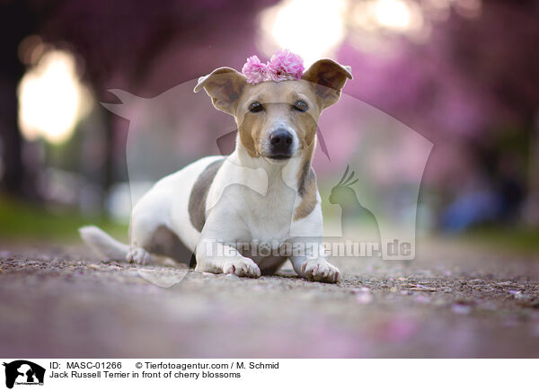 Jack Russell Terrier in front of cherry blossoms / MASC-01266