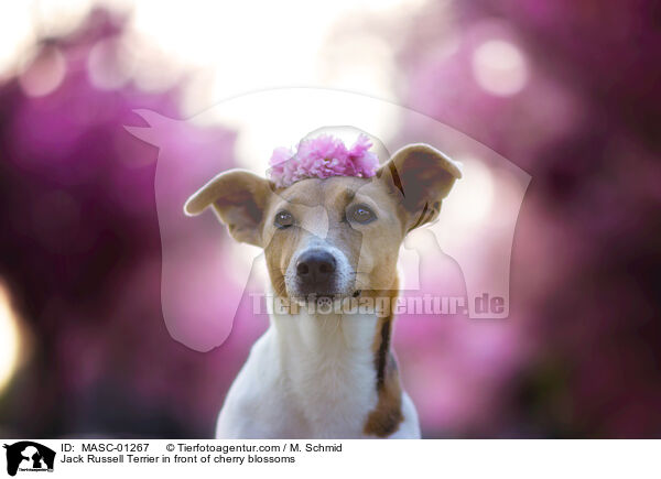 Jack Russell Terrier in front of cherry blossoms / MASC-01267