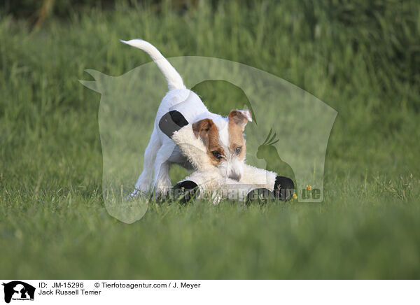 Jack Russell Terrier / Jack Russell Terrier / JM-15296