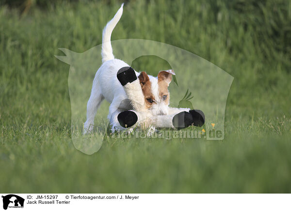 Jack Russell Terrier / Jack Russell Terrier / JM-15297