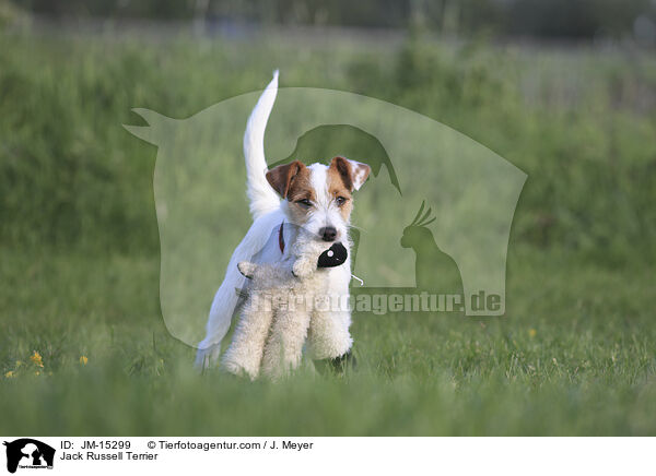 Jack Russell Terrier / Jack Russell Terrier / JM-15299