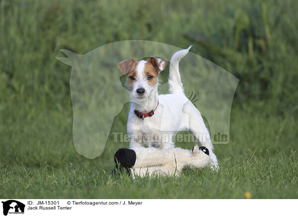 Jack Russell Terrier / JM-15301