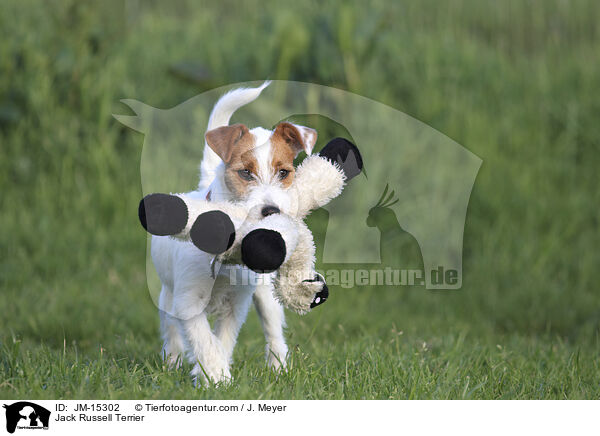 Jack Russell Terrier / JM-15302