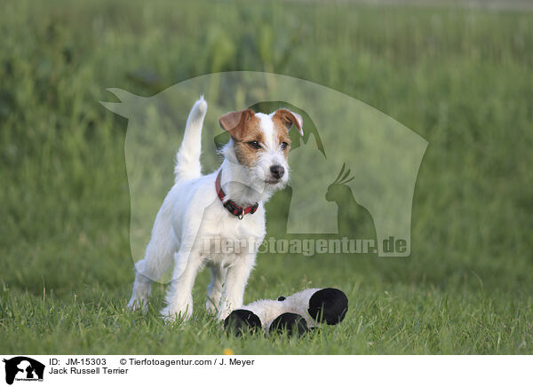 Jack Russell Terrier / Jack Russell Terrier / JM-15303