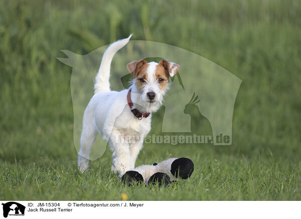 Jack Russell Terrier / Jack Russell Terrier / JM-15304