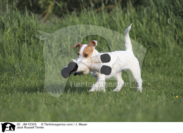 Jack Russell Terrier / Jack Russell Terrier / JM-15305