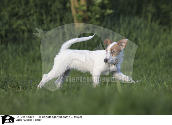 Jack Russell Terrier / JM-15306