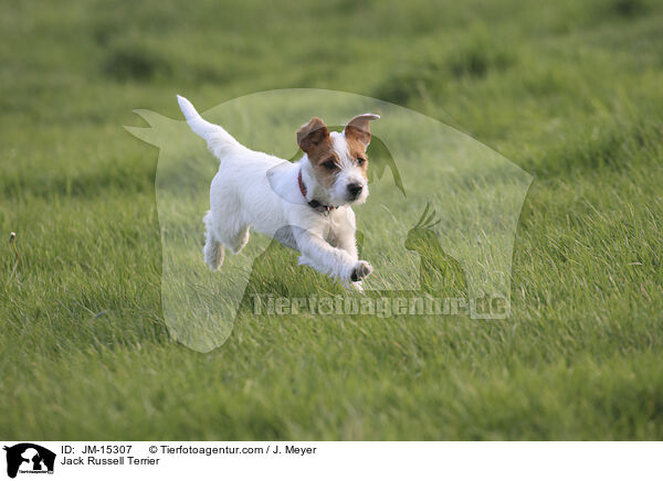 Jack Russell Terrier / JM-15307