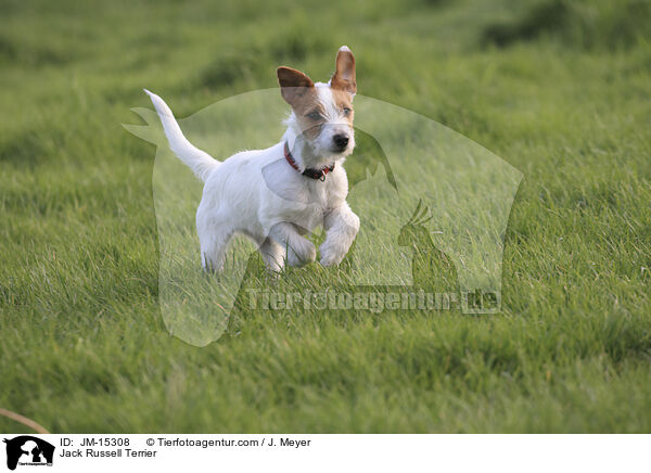 Jack Russell Terrier / Jack Russell Terrier / JM-15308