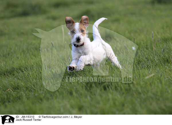 Jack Russell Terrier / JM-15310