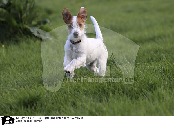 Jack Russell Terrier / JM-15311