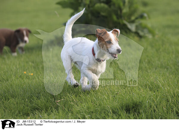 Jack Russell Terrier / Jack Russell Terrier / JM-15312