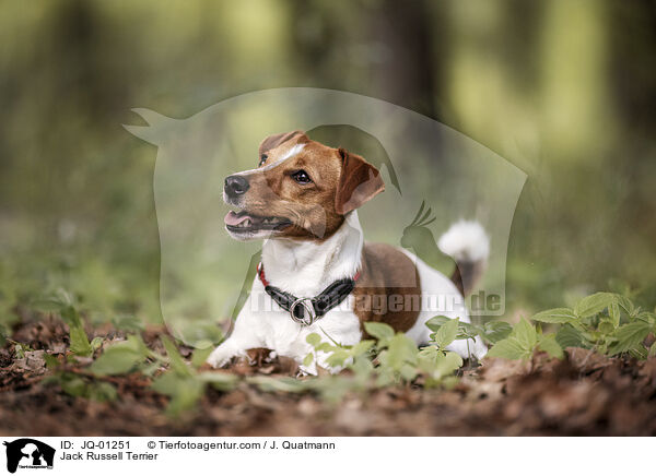 Jack Russell Terrier / JQ-01251