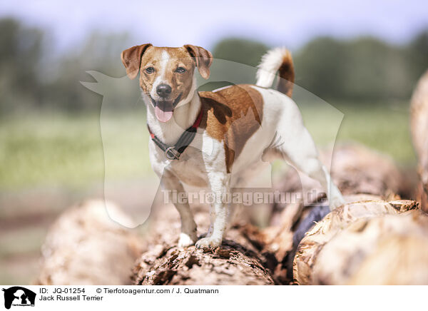 Jack Russell Terrier / JQ-01254