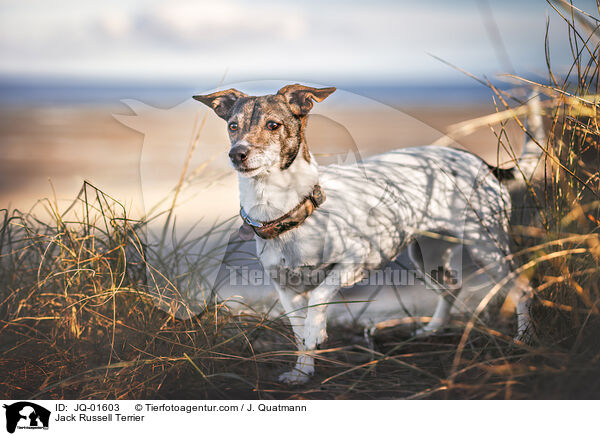 Jack Russell Terrier / JQ-01603