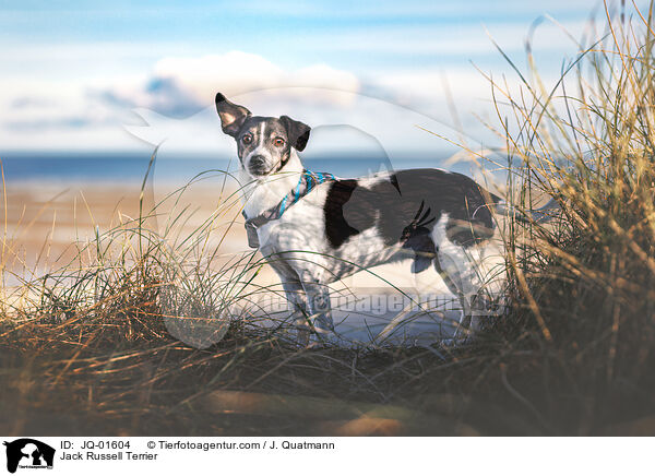 Jack Russell Terrier / JQ-01604
