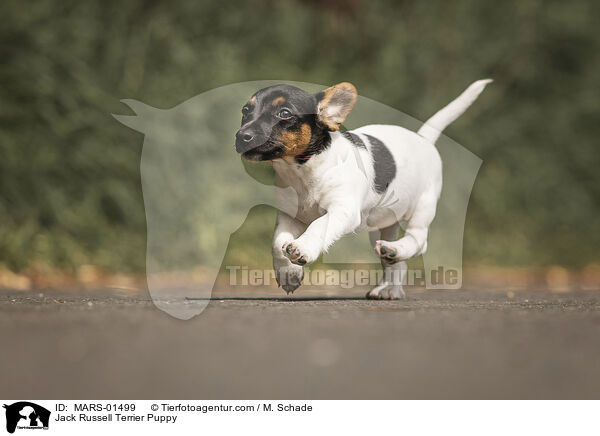 Jack Russell Terrier Welpe / Jack Russell Terrier Puppy / MARS-01499