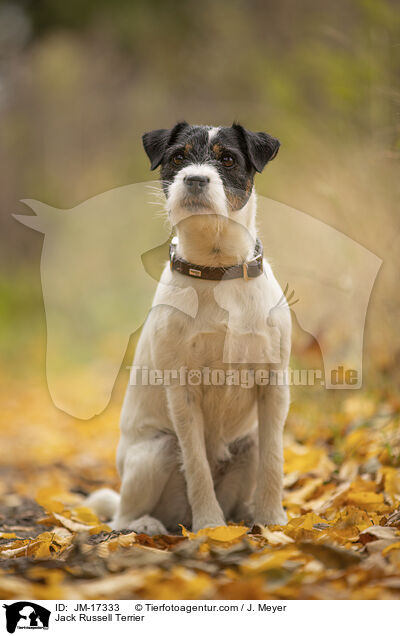 Jack Russell Terrier / JM-17333