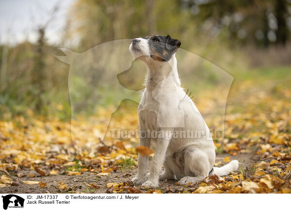 Jack Russell Terrier / JM-17337