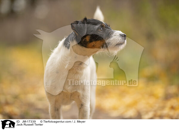 Jack Russell Terrier / Jack Russell Terrier / JM-17339