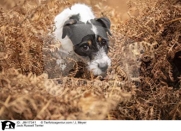 Jack Russell Terrier / Jack Russell Terrier / JM-17341