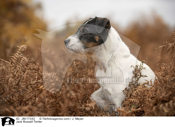 Jack Russell Terrier / Jack Russell Terrier / JM-17342