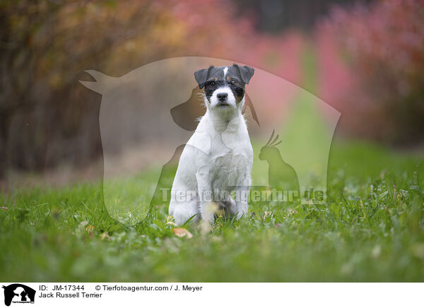Jack Russell Terrier / Jack Russell Terrier / JM-17344