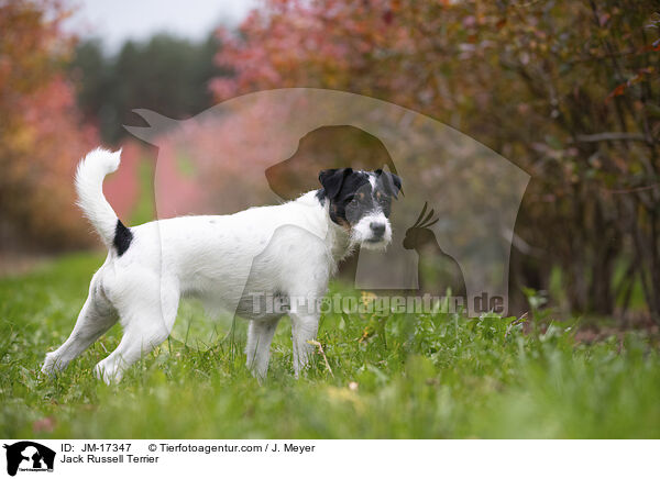 Jack Russell Terrier / Jack Russell Terrier / JM-17347