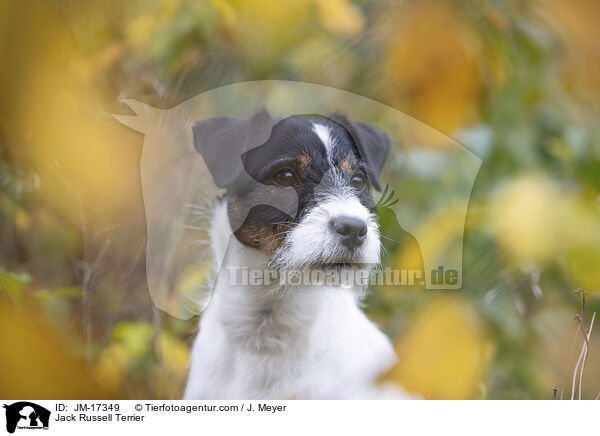 Jack Russell Terrier / Jack Russell Terrier / JM-17349