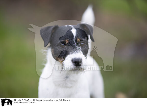 Jack Russell Terrier / Jack Russell Terrier / JM-17351