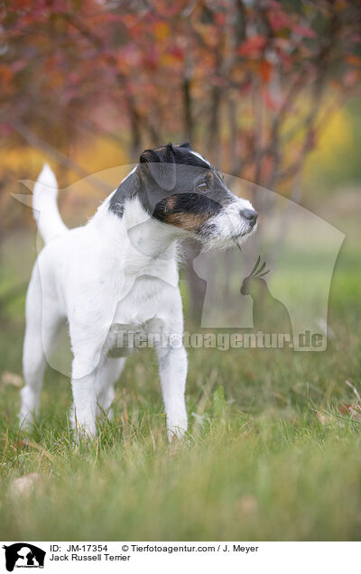 Jack Russell Terrier / Jack Russell Terrier / JM-17354