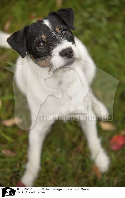 Jack Russell Terrier / Jack Russell Terrier / JM-17355