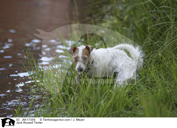 Jack Russell Terrier / Jack Russell Terrier / JM-17358