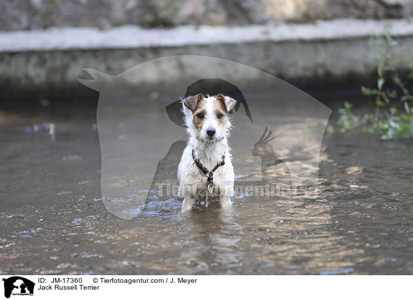 Jack Russell Terrier / Jack Russell Terrier / JM-17360