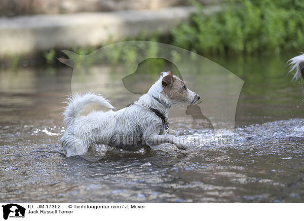Jack Russell Terrier / Jack Russell Terrier / JM-17362