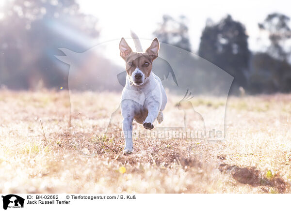 Jack Russell Terrier / Jack Russell Terrier / BK-02682