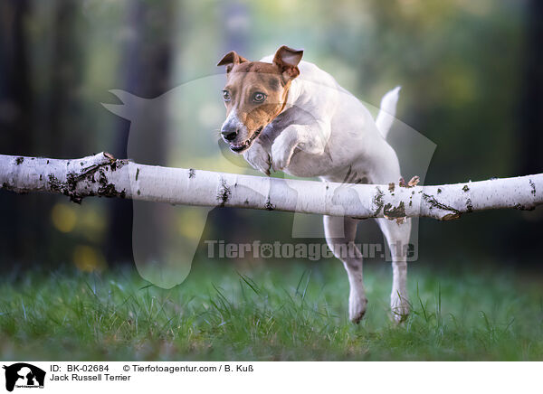 Jack Russell Terrier / Jack Russell Terrier / BK-02684