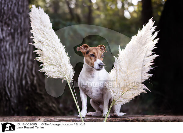Jack Russell Terrier / BK-02685