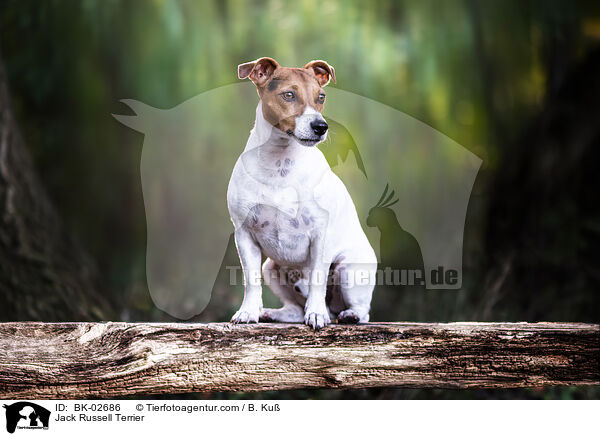 Jack Russell Terrier / Jack Russell Terrier / BK-02686