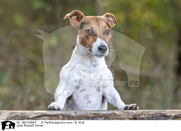 Jack Russell Terrier / Jack Russell Terrier / BK-02687