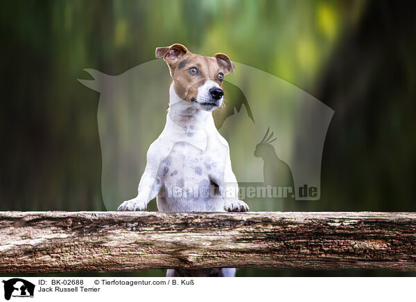 Jack Russell Terrier / Jack Russell Terrier / BK-02688