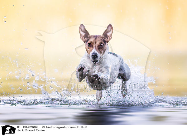 Jack Russell Terrier / Jack Russell Terrier / BK-02689