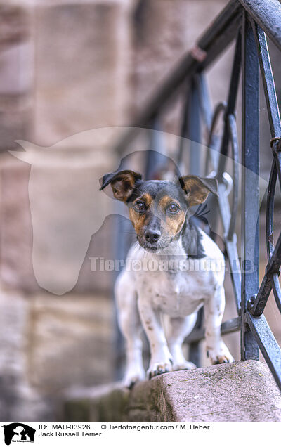 Jack Russell Terrier / Jack Russell Terrier / MAH-03926