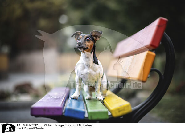 Jack Russell Terrier / Jack Russell Terrier / MAH-03927
