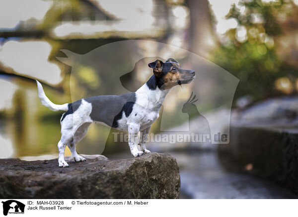 Jack Russell Terrier / Jack Russell Terrier / MAH-03928