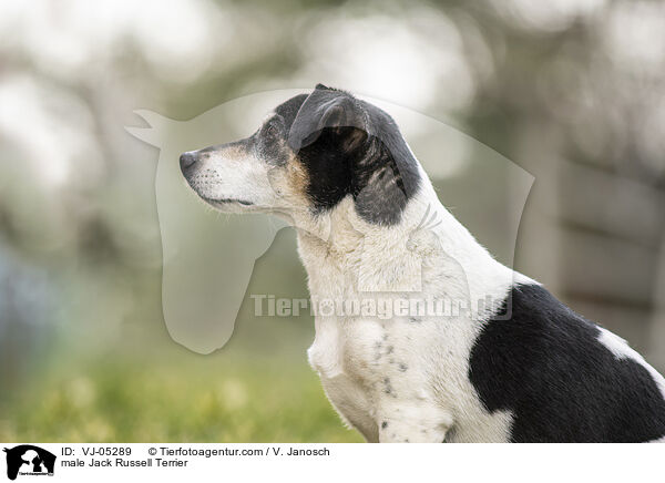 Jack Russell Terrier Rde / male Jack Russell Terrier / VJ-05289