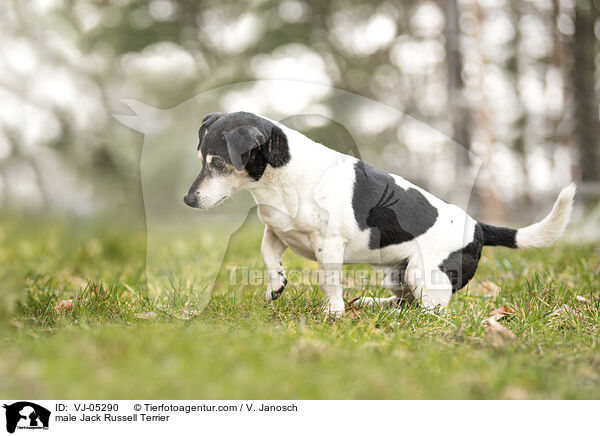 male Jack Russell Terrier / VJ-05290